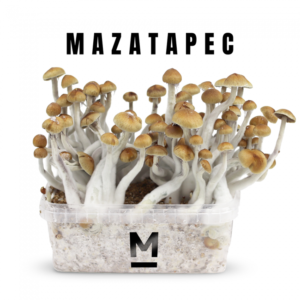 Buy Magic Mushroom Grow Kit Mazatapec by Mondo®