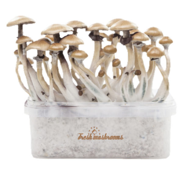 Buy Magic mushroom grow kit Golden Teacher XP by FreshMushrooms®
