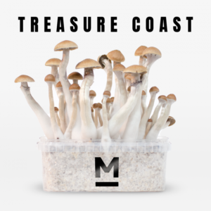 Buy Mondo® Treasure Coast Magic Mushroom Grow Kit