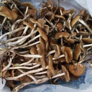 Buy Psilocybe Cyanescens Online