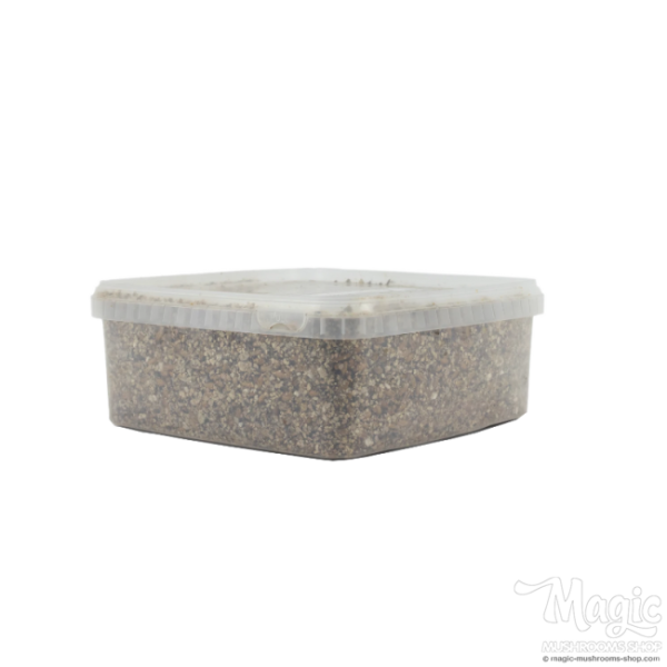 Buy Sterile Magic Mushroom substrate for p. Cubensis Extra Large Online.