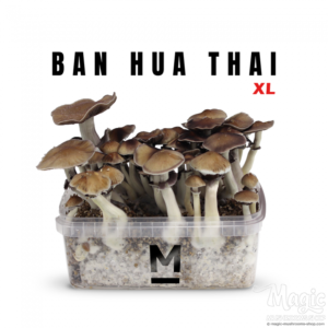 Buy Magic Mushroom Grow Kit Thai XL by Mondo Online.