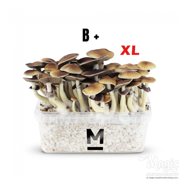 Buy Magic Mushroom Grow Kit B+ XL by Mondo® Online. 