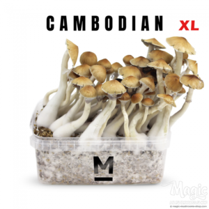 Buy Magic Mushroom Grow Kit Cambodia XL by Mondo® Online. 