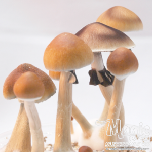 Buy Magic Mushroom Grow Kit Colombia XP by FreshMushrooms® Online.