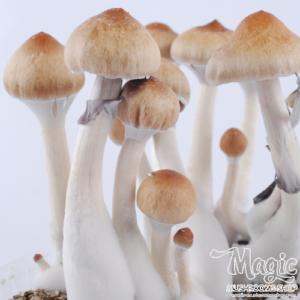 Buy Ecuadorian Magic mushrooms grow kit GetMagic online.
