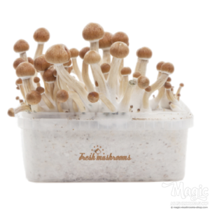 Buy Magic Mushroom Grow Kit Amazon XP by FreshMushrooms® Online.