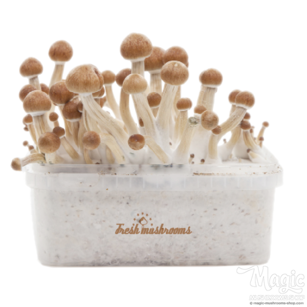 Buy Magic Mushroom Grow Kit Amazon XP by FreshMushrooms® Online.
