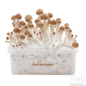 Buy Magic Mushroom Grow Kit B+ XP by FreshMushrooms® online