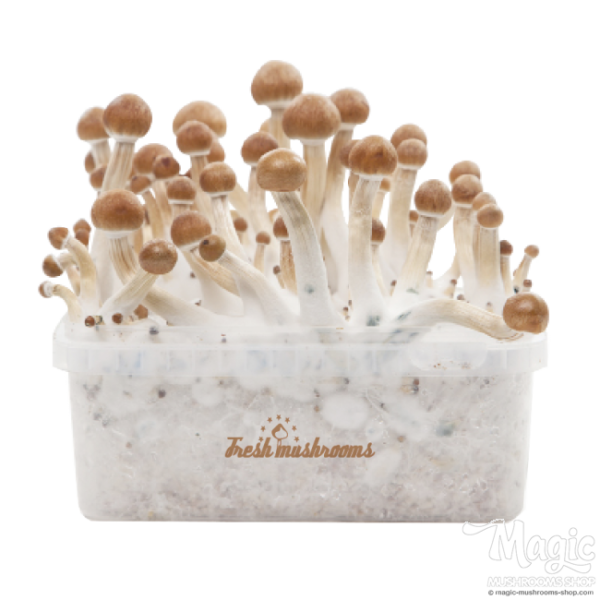 Buy Magic Mushroom Grow Kit B+ XP by FreshMushrooms® online