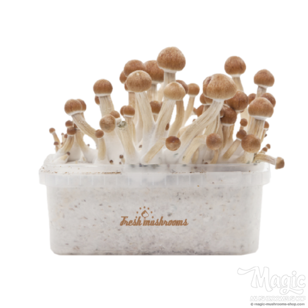 Buy Magic mushroom grow kit Ecuador XP by FreshMushrooms® Online.