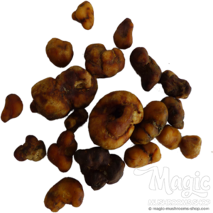 Buy Magic Truffles Atlantis | Natural psilocybin Truffles Online.