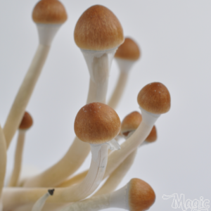 Buy B+ Magic mushrooms grow kit XL GetMagic online