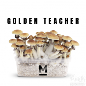 Buy Magic Mushroom Grow Kit Golden Teacher by Mondo® Online.