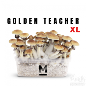   Buy Magic Mushroom Grow Kit Golden Teacher XL by Mon.do® Online.