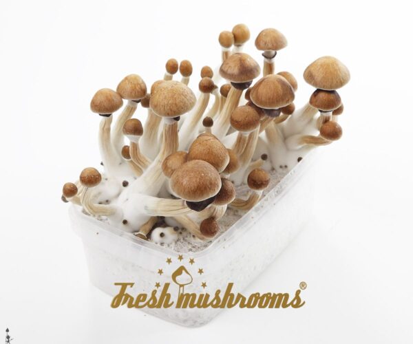 Buy Golden Teacher Magic mushrooms grow kit XL GetMagic online