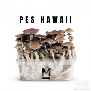 Buy Magic Mushroom Grow Kit Hawaiian PES - Mondo® Online.