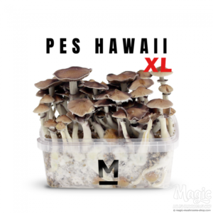 Buy Hawaiian PES Magic Mushroom Grow Kit XL Online.