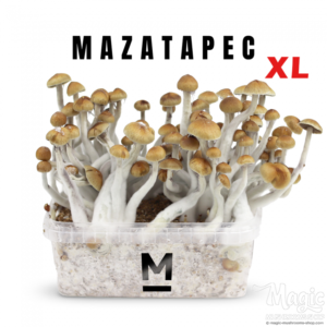 Buy Magic Mushroom Grow Kit Mazatapec XL by Mondo® Online.