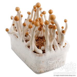 Buy Magic Mushroom Grow Kit Mazatapec by Mondo® online. 