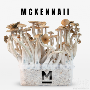 Buy Magic Mushroom Grow Kit McKennaii by Mondo® Online.