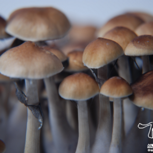 Buy McKennaii Magic mushrooms grow kit GetMagic Online