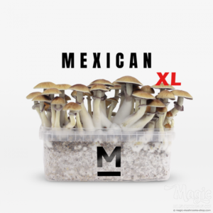 Buy Magic Mushroom Grow Kit Mexican XL by Mondo® Online.