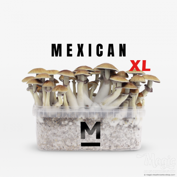 Buy Magic Mushroom Grow Kit Mexican XL by Mondo® Online.