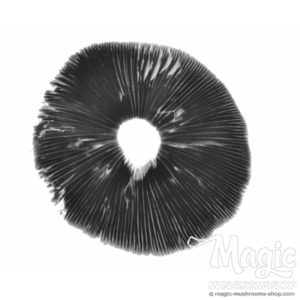 Buy Magic Mushroom spore print | A-Strain Online.
