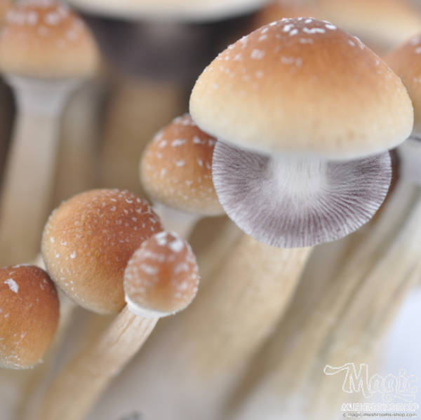 Buy Thai Magic mushrooms grow kit GetMagic Online. 