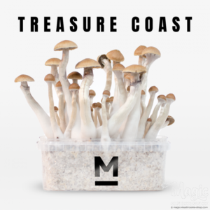 Buy Mondo® Treasure Coast Magic Mushroom Grow Kit Online. 