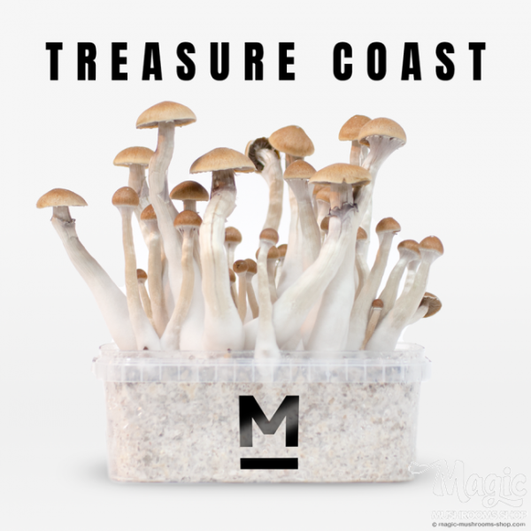 Buy Mondo® Treasure Coast Magic Mushroom Grow Kit Online. 