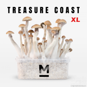 Buy Magic Mushroom Grow Kit Treasure Coast XL by Mondo® Online.