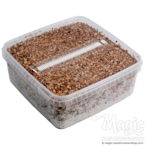 Buy Magic Mushroom Grow Kit McKennaii XL by Mondo® Online.