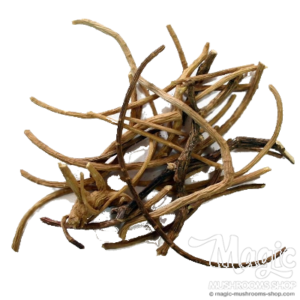 Buy African dream root- Silene Capensis Online.