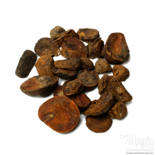  Buy Kola Nut | Herbs of the Gods Online.