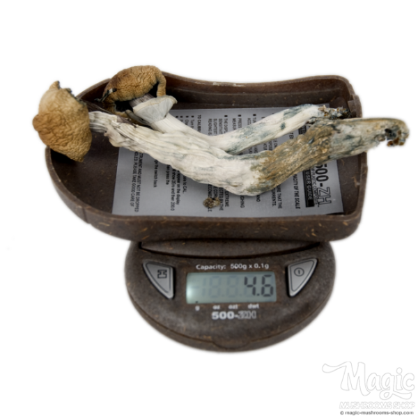 Buy Digital Pocket scale My Weigh 500-ZH Online.